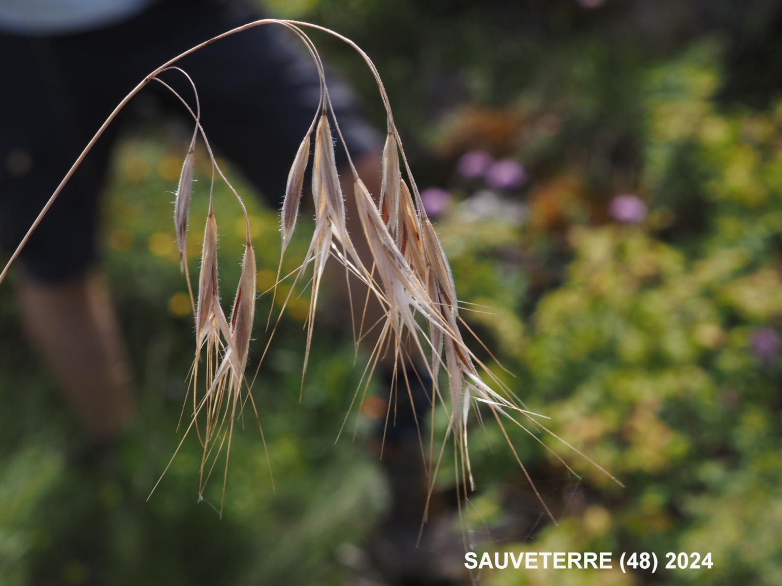 Brome, Drooping